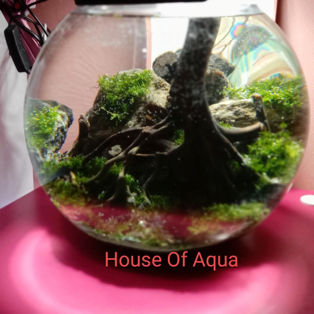 Fishbowl Aquascape Aquarium Bulat Perlengkapan Hewan Aksesoris Hewan Di Carousell