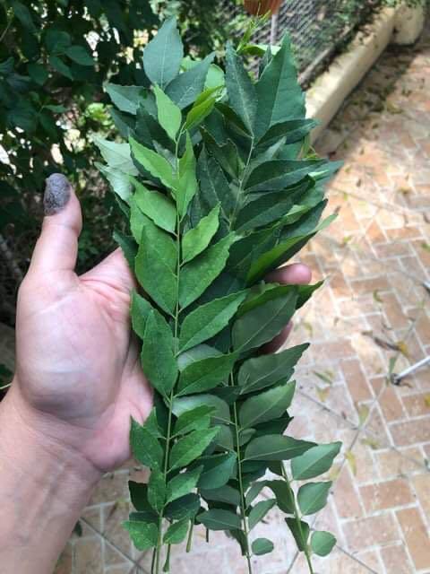 Fresh Curry Leaves (Not Kakawate) (Category: Fresh Produce) located in Quezon City. Submitted by ginnymata (Listing ID 1032670025, Image 1). Description: Minimum order of 100 pesos for the leaves (10 stems @ 10 pesos each.) The leaves/stems will be picked only upon being ordered to ensure freshness. Price negotable if buying in bulk..