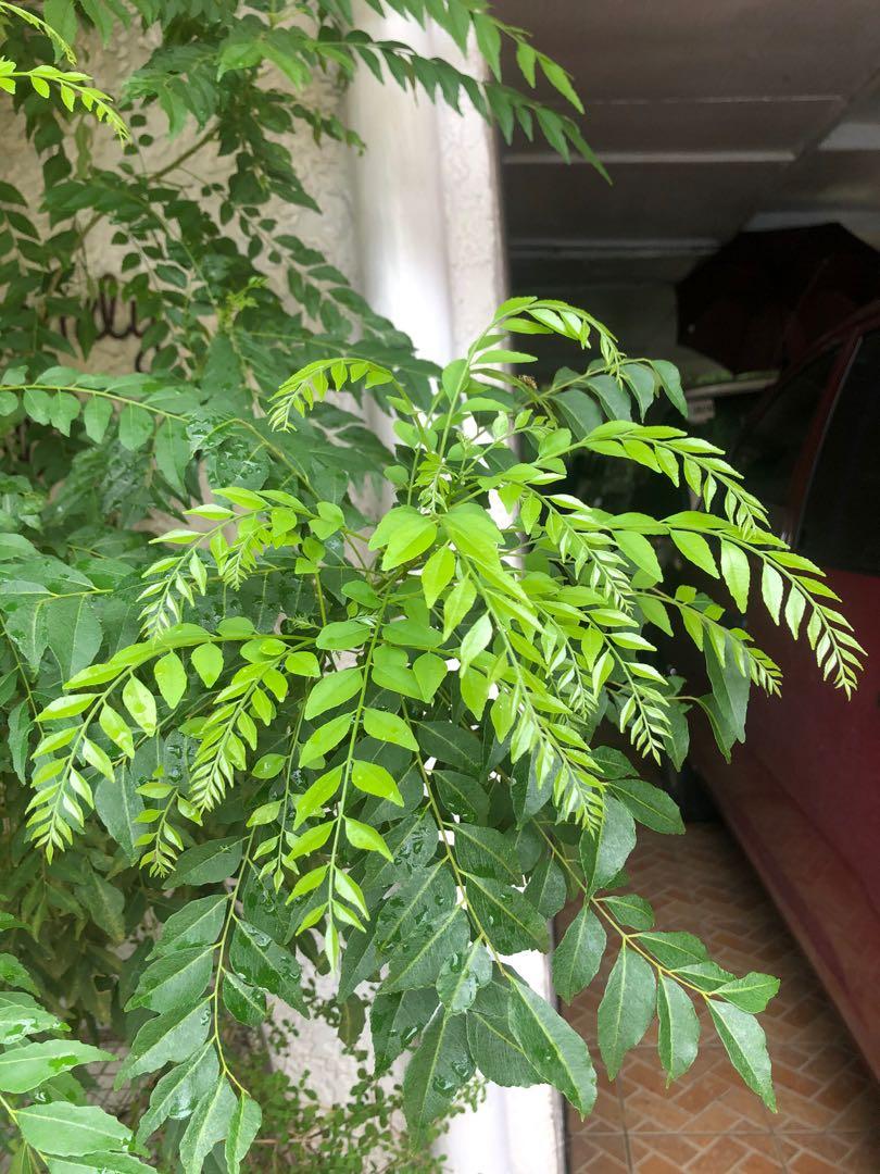 Fresh Curry Leaves (Not Kakawate) (Category: Fresh Produce) located in Quezon City. Submitted by ginnymata (Listing ID 1032670025, Image 2). Description: Minimum order of 100 pesos for the leaves (10 stems @ 10 pesos each.) The leaves/stems will be picked only upon being ordered to ensure freshness. Price negotable if buying in bulk..