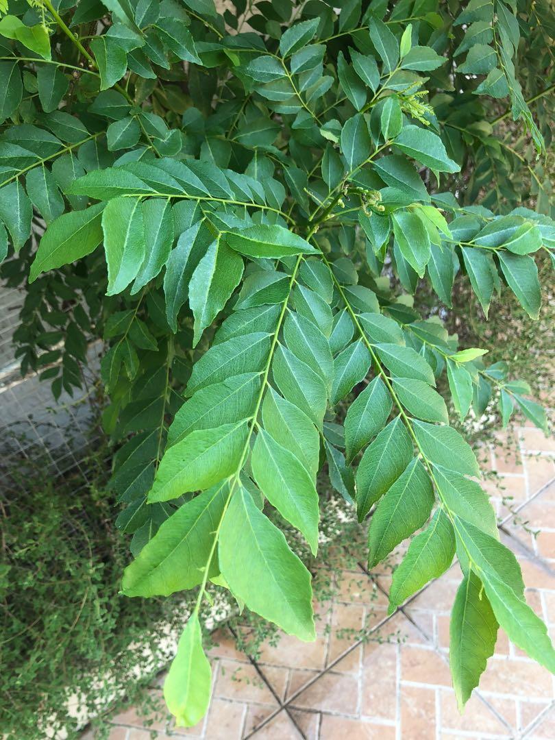 Fresh Curry Leaves (Not Kakawate) (Category: Fresh Produce) located in Quezon City. Submitted by ginnymata (Listing ID 1032670025, Image 3). Description: Minimum order of 100 pesos for the leaves (10 stems @ 10 pesos each.) The leaves/stems will be picked only upon being ordered to ensure freshness. Price negotable if buying in bulk..