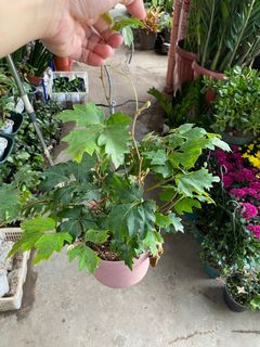 (Category: ) located in . Submitted by jan.h. (Listing ID 1032721891, Image 1). Description: .