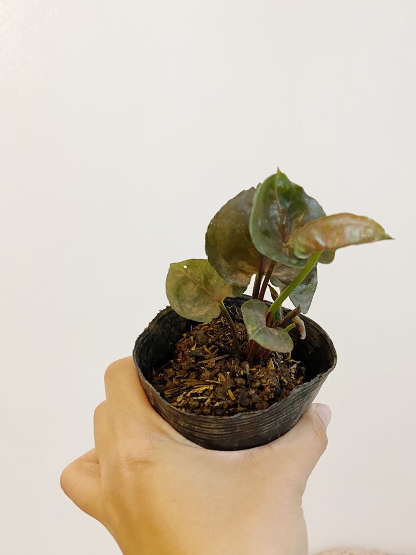 Maria Allusion Syngonium Furniture Home Living Gardening Plants Seeds On Carousell 'cream allusion', 'exotic allusion', & 'maria allusion'. maria allusion syngonium