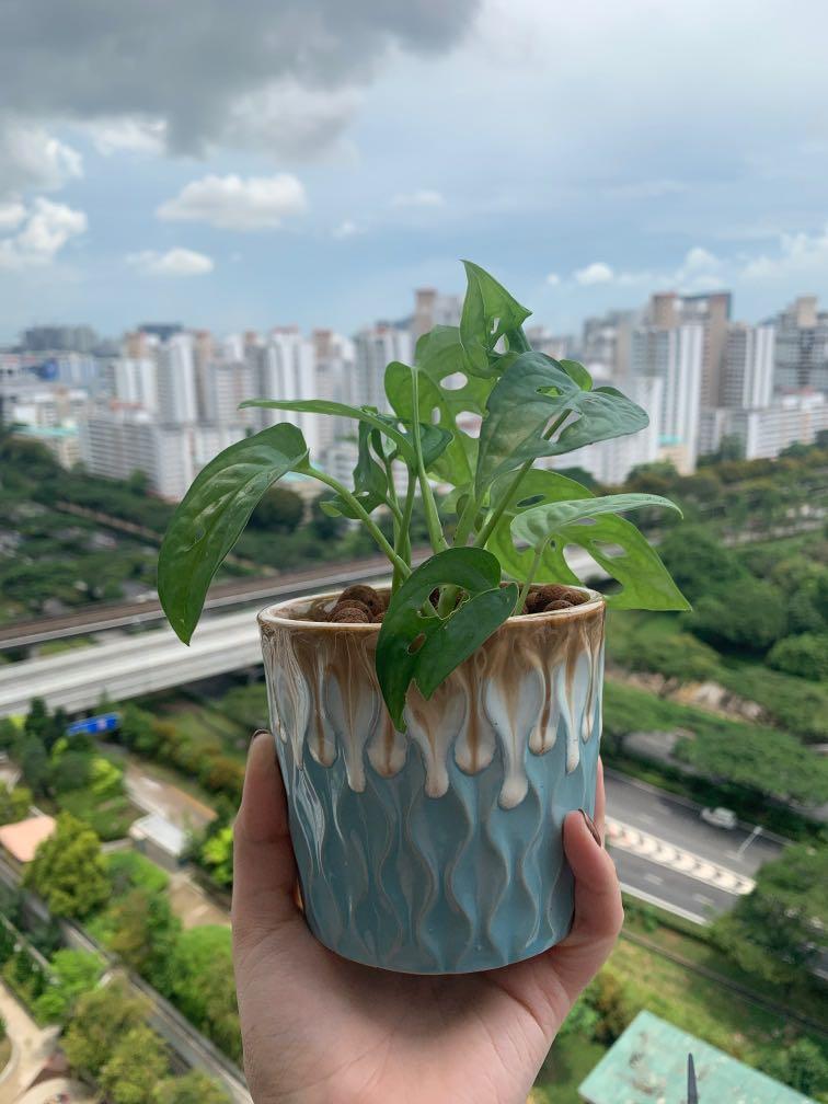 Monstera Potted With Leca Balls As Topping Gardening Plants On Carousell