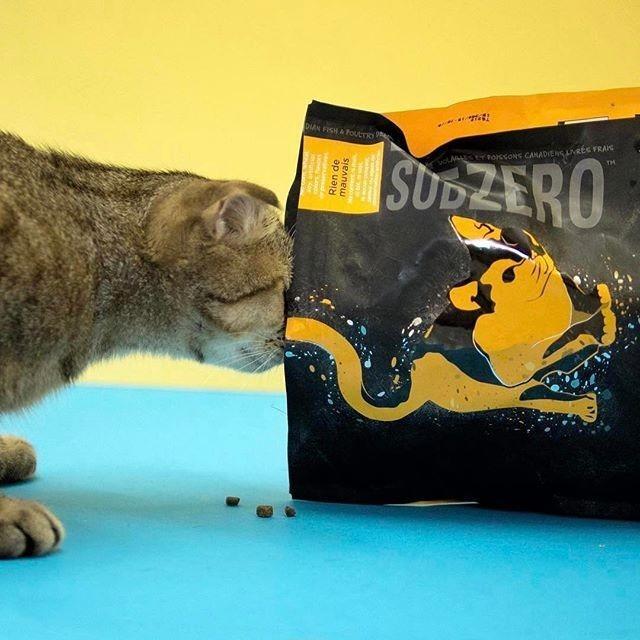 Nutrience SubZero Cat Fraser Valley 2.27kg Pet Supplies Pet Food