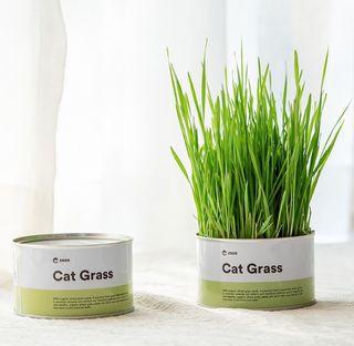 貓草種子 寵物用品 Carousell Hong Kong