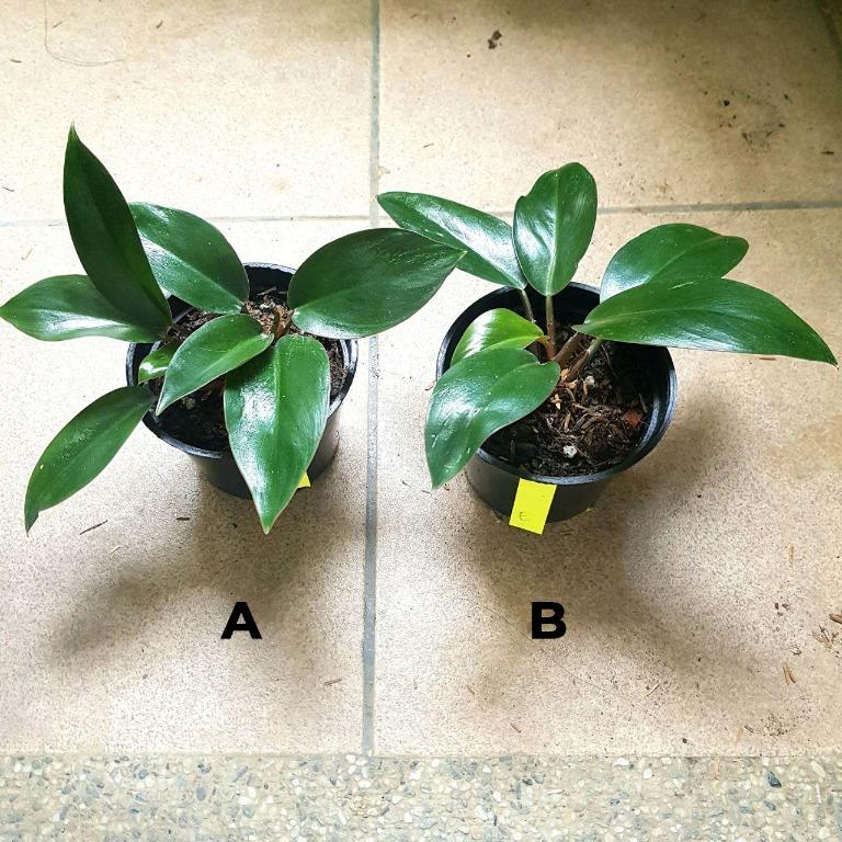 Philodendron Dwarf Red Congo Medium Gardening Flowers Plants On Carousell