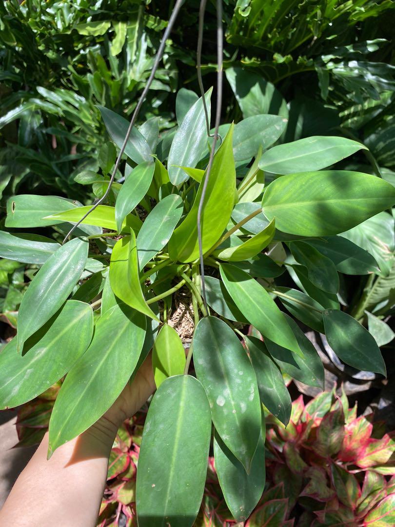 Philodendron Temptation Gardening Flowers Plants On Carousell
