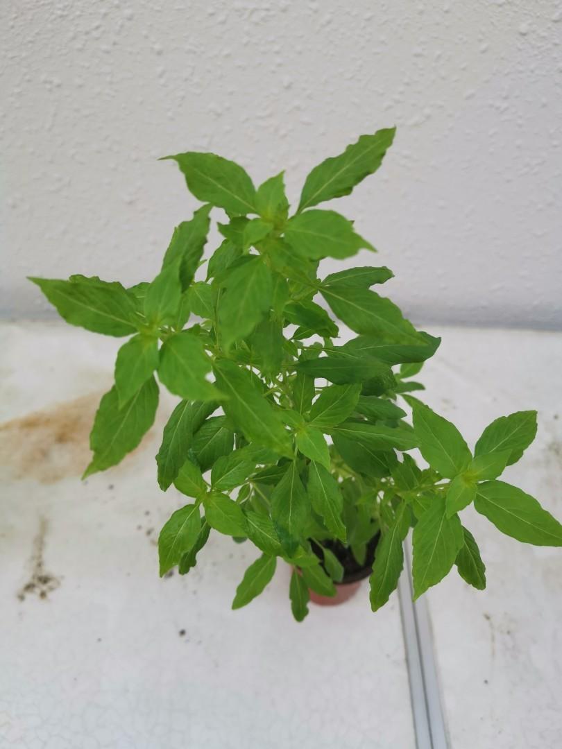 Rare Organic Young Kemangi Plant From Indonesia Lemon Basil Furniture Home Living Gardening Plants Seeds On Carousell