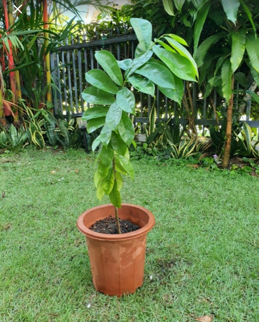 Soursop plant, Gardening, Plants on Carousell