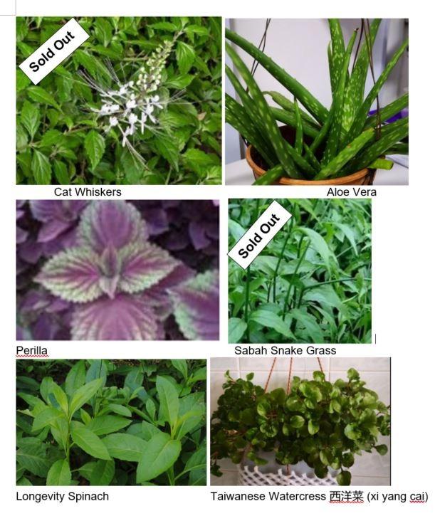 Various Edible plants and herbs, Furniture & Home Living, Gardening