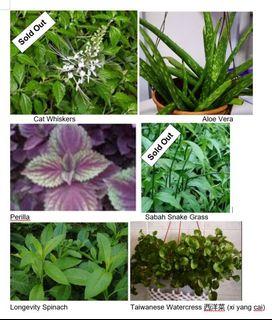 Various Edible plants and herbs
