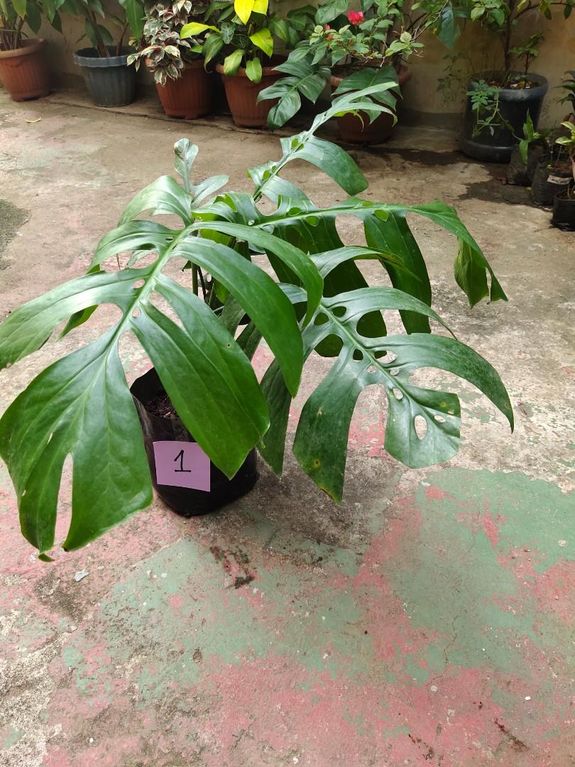 Amydrium (monstera family), trailing plant and dragons tail (tibatib
