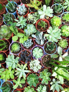 Assorted Cactus & Succulents (Mini)