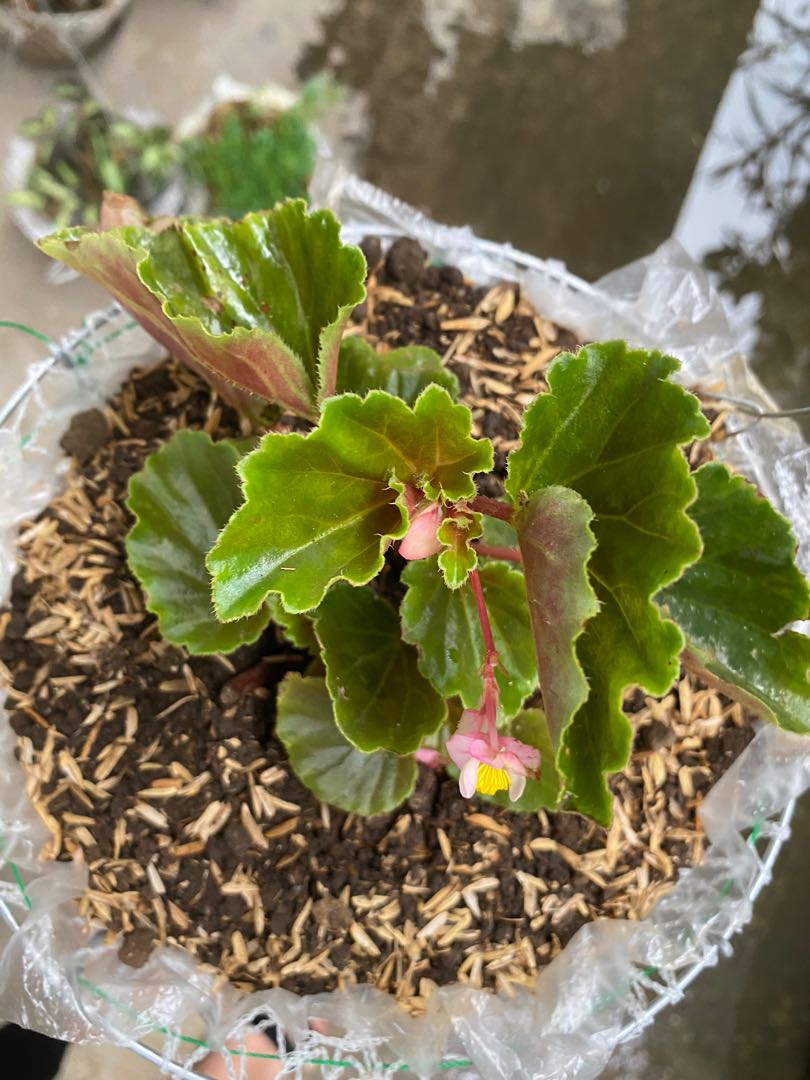 Begonia Hanging Plant Furniture Home Living Gardening Plants Seeds On Carousell