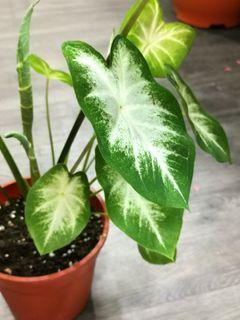 Caladium bicolor