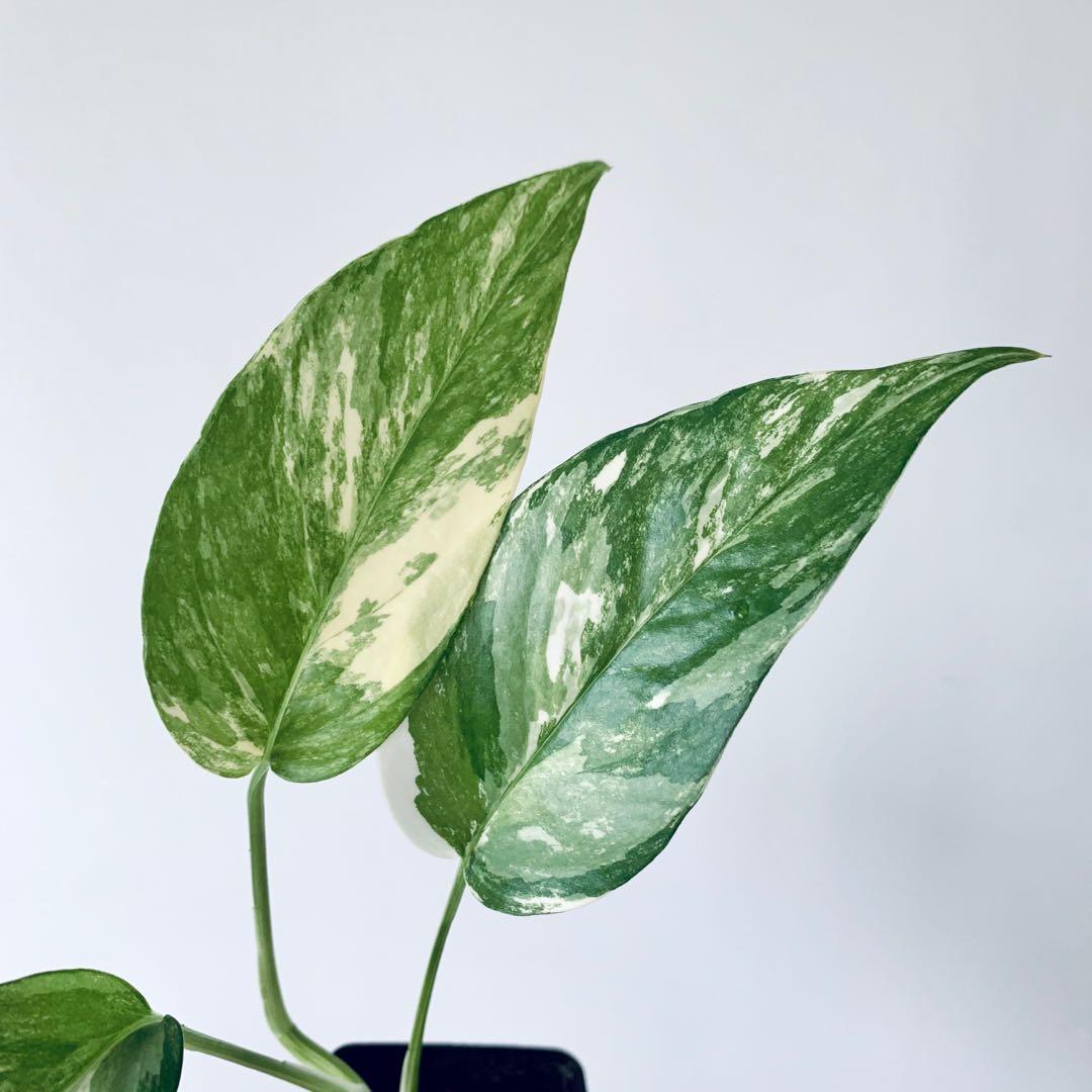 Epipremnum Pinnatum Albo Variegata, Furniture & Home Living, Gardening ...