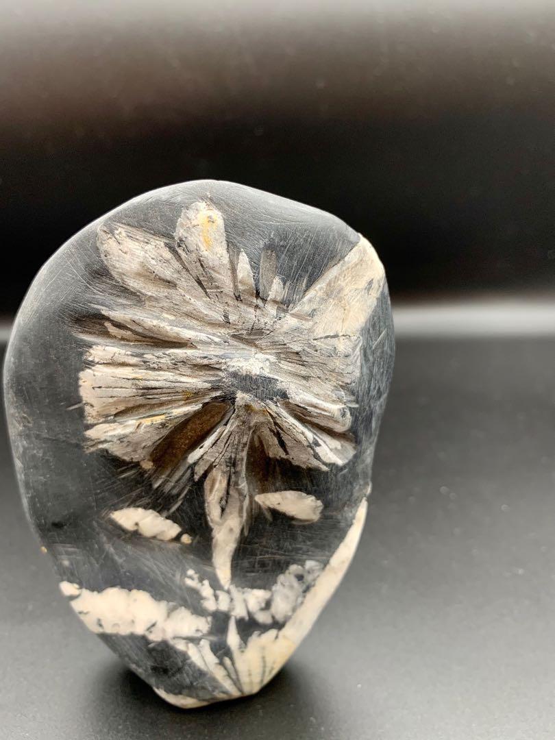 Natural Chrysanthemum Stone 菊花石 Vintage Collectibles Vintage Collectibles On Carousell