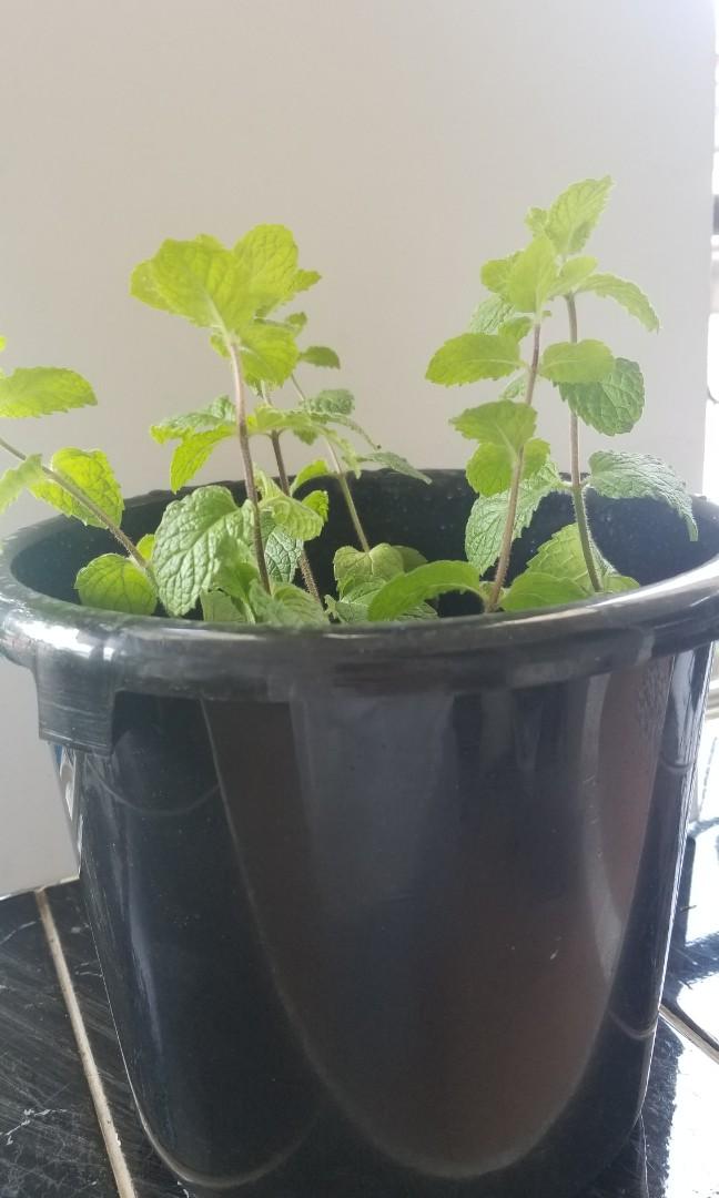Oregano thai basil mint peppermint spearmint (Category: Plants & Seeds) located in Manila. Submitted by al.rey (Listing ID 1036401097, Image 3). Description: other herbs available Payment: BDO or BPI transfer GCASH or Cash on Delivery Delivery: Shipping to be shouldered by Buyer Item's location: Don Antonio Heights, Commonwealth QC #dealsafely #inQC #inManila. #inMakati #inPasig #sideline2 Thank you for checking my items..