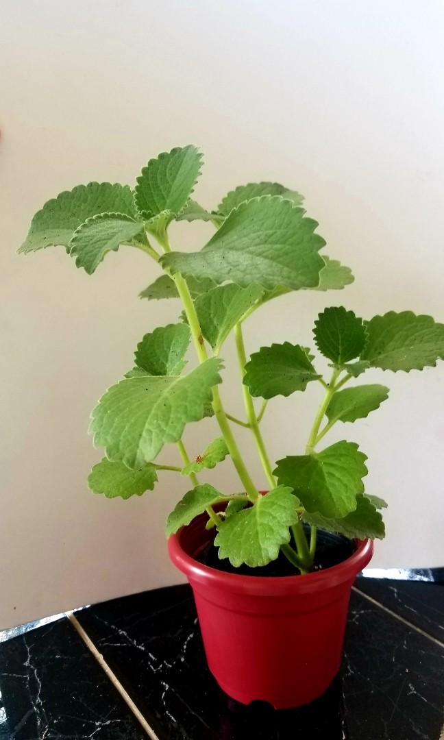 Oregano thai basil mint peppermint spearmint (Category: Plants & Seeds) located in Manila. Submitted by al.rey (Listing ID 1036401097, Image 1). Description: other herbs available Payment: BDO or BPI transfer GCASH or Cash on Delivery Delivery: Shipping to be shouldered by Buyer Item's location: Don Antonio Heights, Commonwealth QC #dealsafely #inQC #inManila. #inMakati #inPasig #sideline2 Thank you for checking my items..