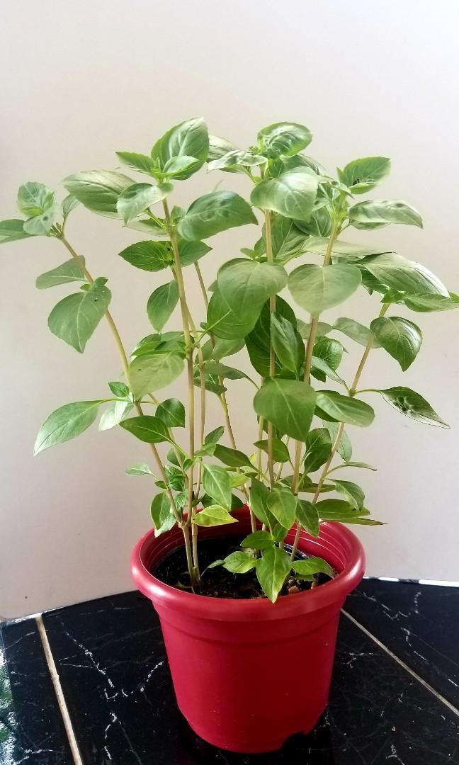 Oregano thai basil mint peppermint spearmint (Category: Plants & Seeds) located in Manila. Submitted by al.rey (Listing ID 1036401097, Image 2). Description: other herbs available Payment: BDO or BPI transfer GCASH or Cash on Delivery Delivery: Shipping to be shouldered by Buyer Item's location: Don Antonio Heights, Commonwealth QC #dealsafely #inQC #inManila. #inMakati #inPasig #sideline2 Thank you for checking my items..