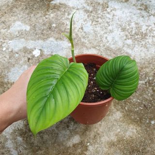 Preorder For Monstera Deliciosa Var Borsigiana Gardening Plants On Carousell