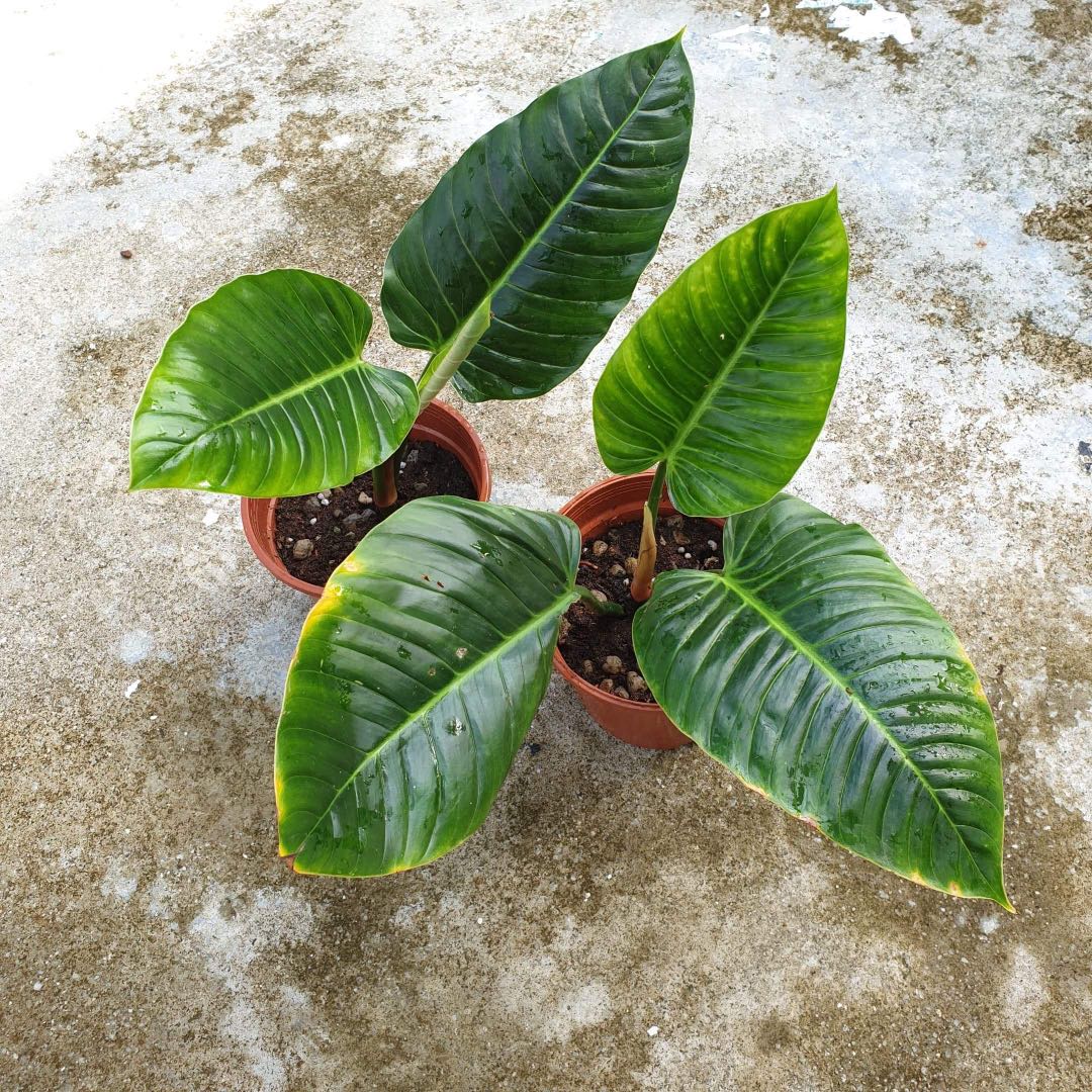 Philodendron Sp Wendlandii 2 Furniture Home Living Gardening Plants Seeds On Carousell