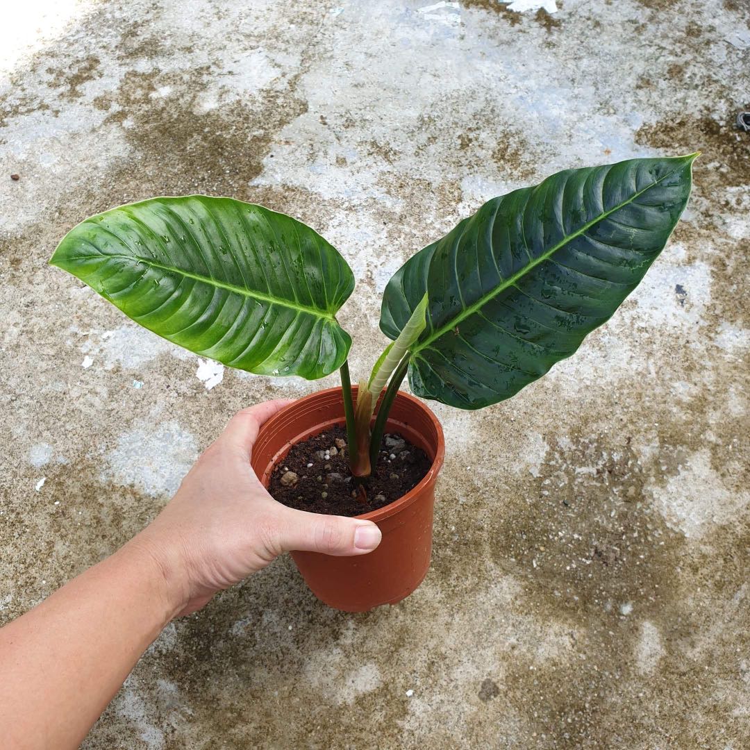 Ias Philodendron Wendlandii