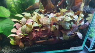 (Category: ) located in . Submitted by hsri1992 (Listing ID 1036445440, Image 1). Description: .
