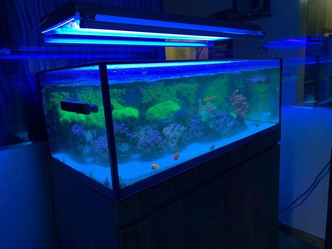 4ft Marine tank for sale Pet Supplies Homes Other Pet Accessories on Carousell