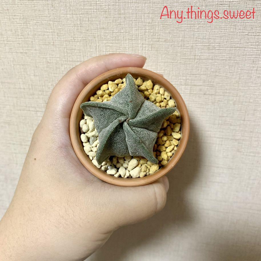 懶人植物 五角白沙 鸞鳳玉會開花的仙人掌 傢俬 家居 園藝 植物及種子 Carousell