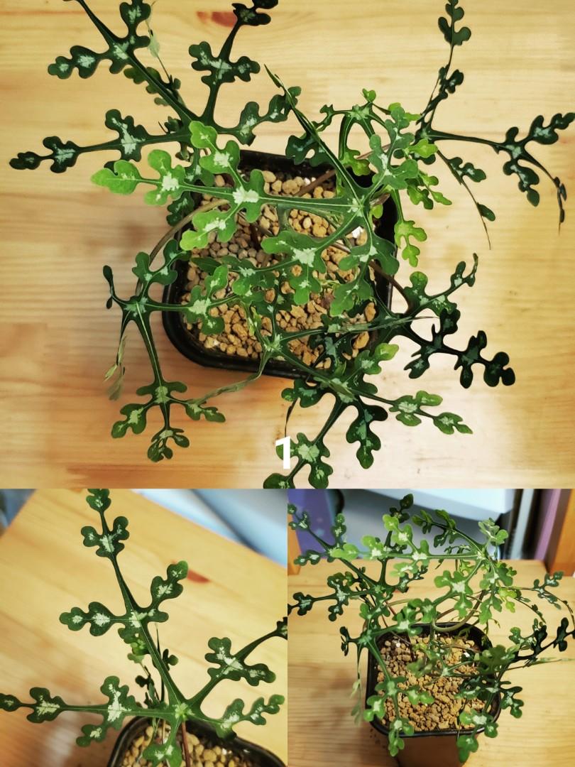 雪花西番蓮 多肉植物 根塊植物 銀葉睡布袋 香港多肉植物 龜甲龍 象牙宮 香港多肉植物一物一拍 香港多肉植物賣家 香港加油