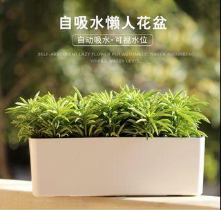 Rectangular Pot Gardening Carousell Singapore