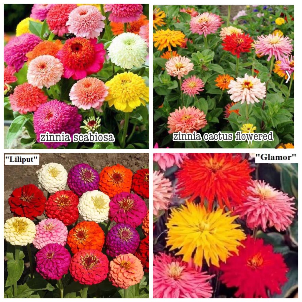 Biji Benih Bunga Zinnia Home Furniture Gardening On Carousell Set terdiri dari biji empat varietas zinnia: biji benih bunga zinnia