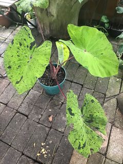 （分類：）位於 。 由 garygarden 提交（商品編號 1036678513，圖片 1）。簡介： 。