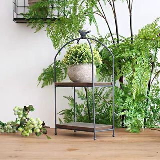 (Category: ) located in . Submitted by crazyplantlovers (Listing ID 1036809828, Image 1). Description: .