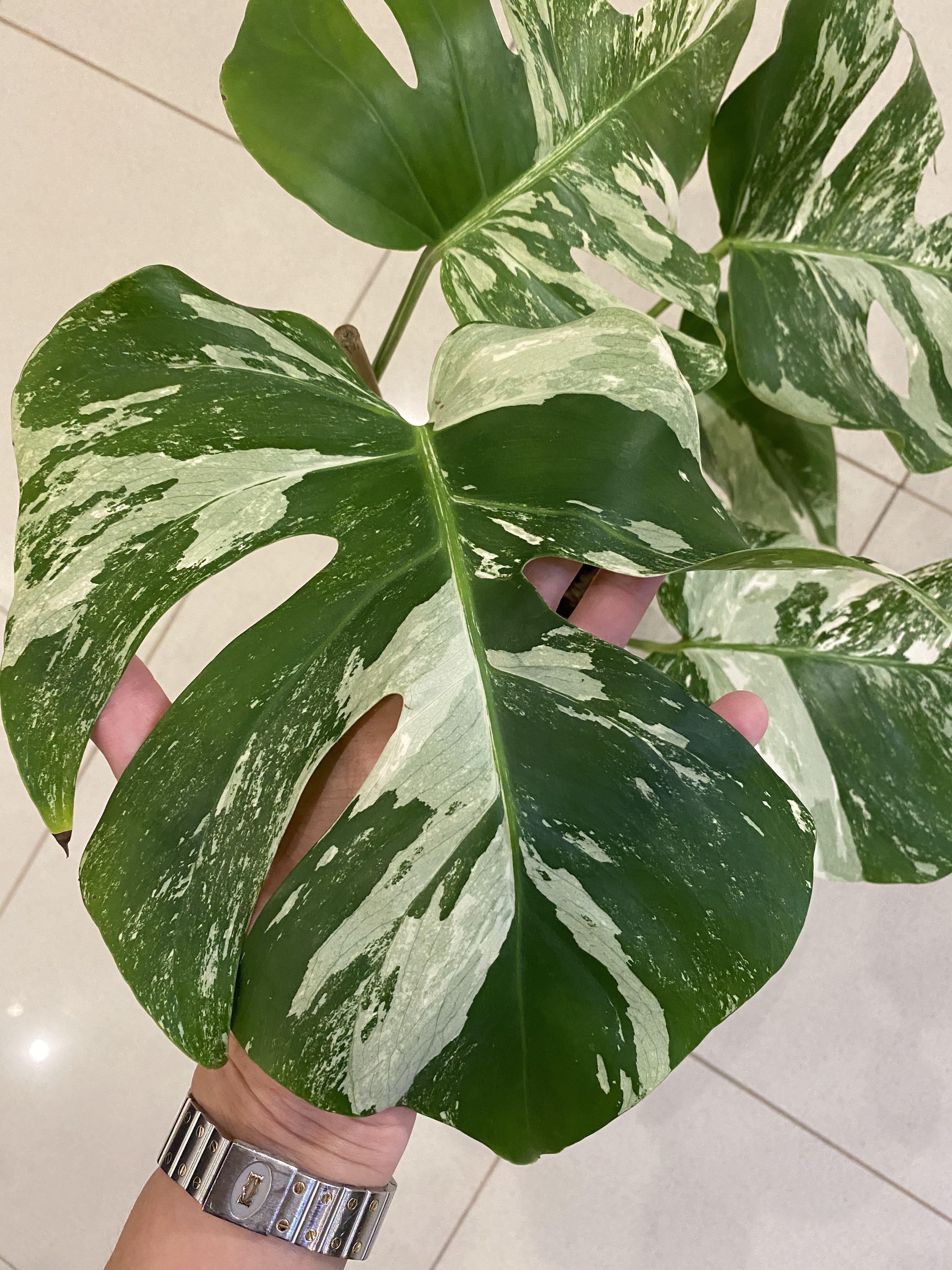 Monstera Albo Variegata Gardening Flowers Plants On Carousell
