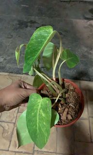 (Category: ) located in . Submitted by hutanbatu (Listing ID 1036753203, Image 1). Description: .