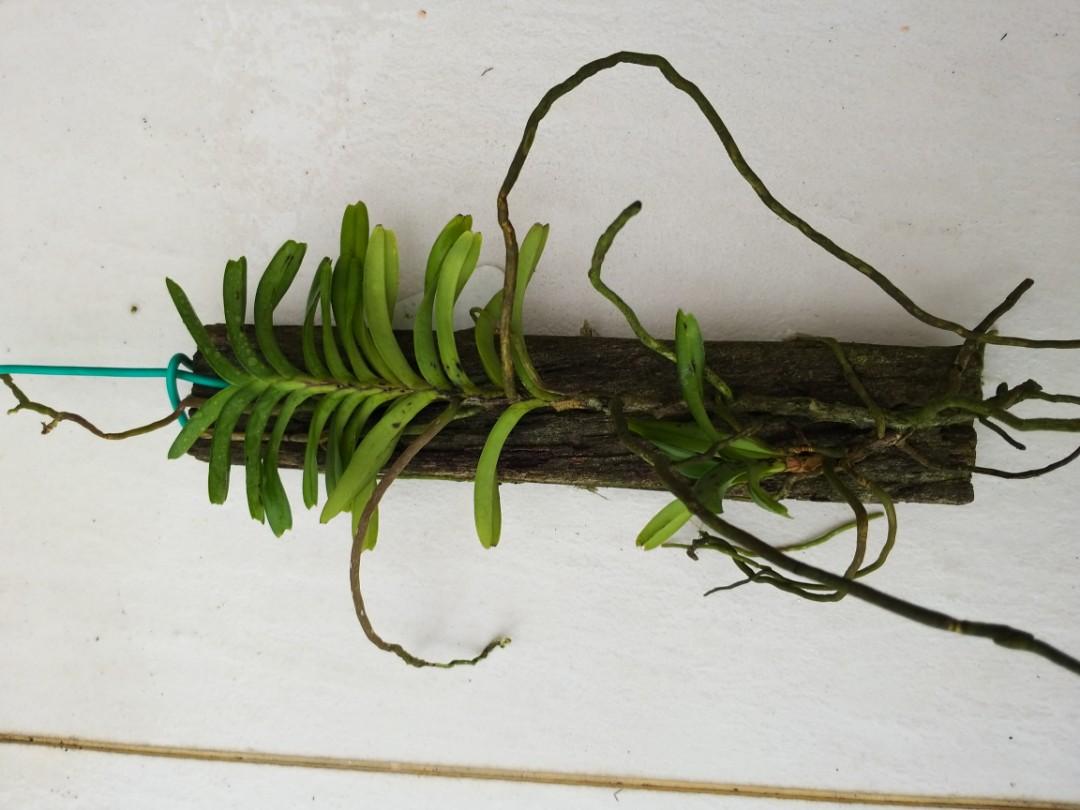 Vanda (Christensonia) vietnamica species orchid rare, Furniture & Home