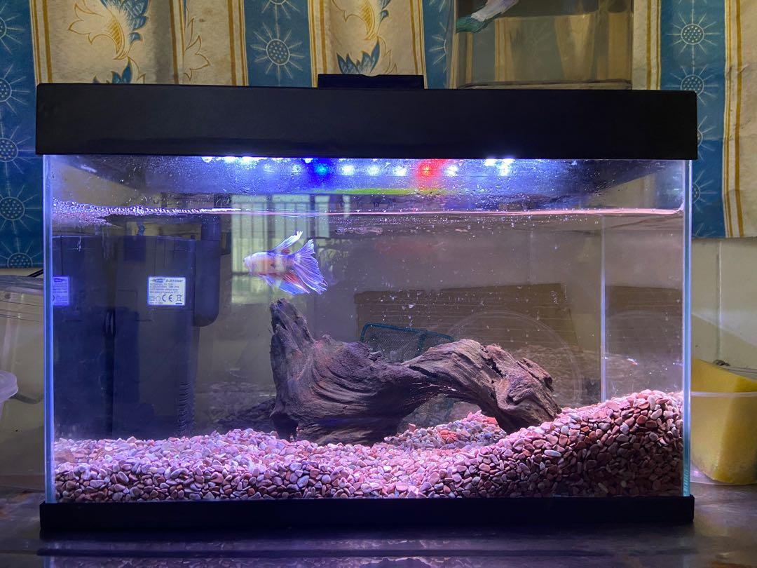 Akuarium Aquarium Free Ikan Laga Pet Supplies Pet Accessories On Carousell