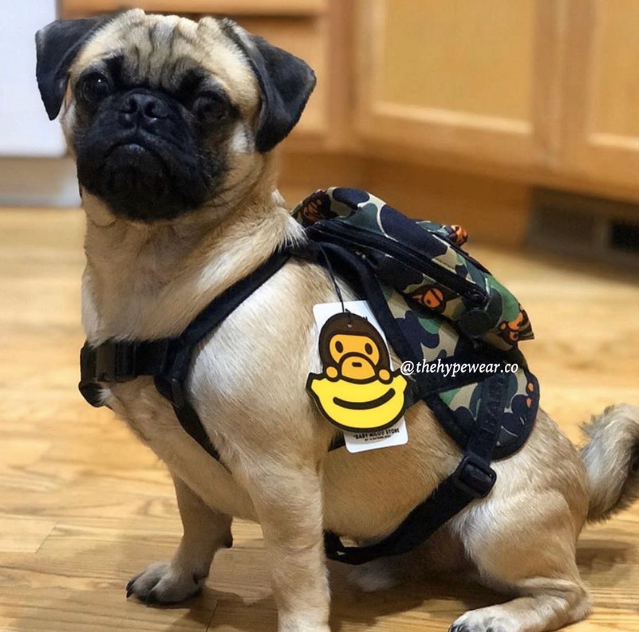 bape dog backpack