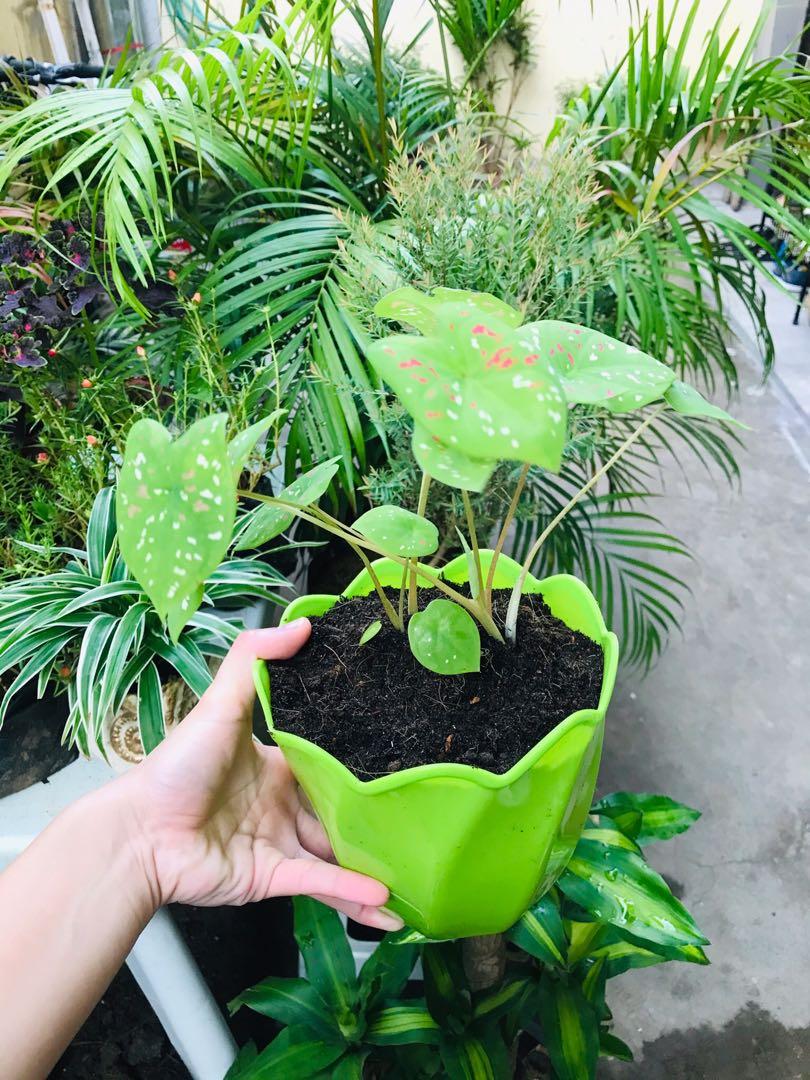 Caladium Florida Clown (Category: Plants & Seeds) located in Paranaque City. Submitted by FLess.ph (Listing ID 1037028507, Image 2). Description: Calladium Florida Clown Establish and Potted already with Good soil ( potting mix ) .