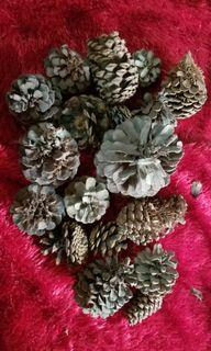 Dried Pine cones for Christmas decor