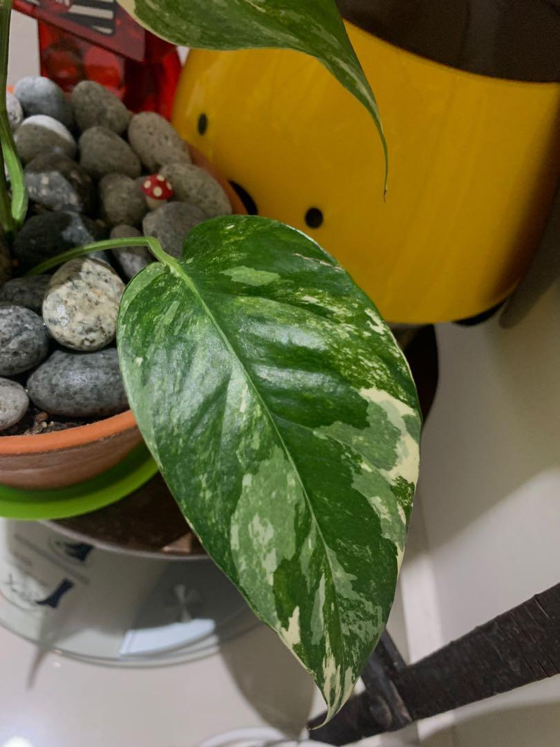 Epipremnum Pinnatum Variegated Rooted Stable Gardening Plants On Carousell