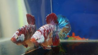 Cupang Hmpk Plakat Halfmoon Perlengkapan Hewan Aksesoris Hewan Di Carousell