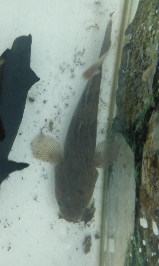 Ikan Ketutu Ubi Marble Goby Utk Aquarium Pet Supplies Pet Accessories On Carousell