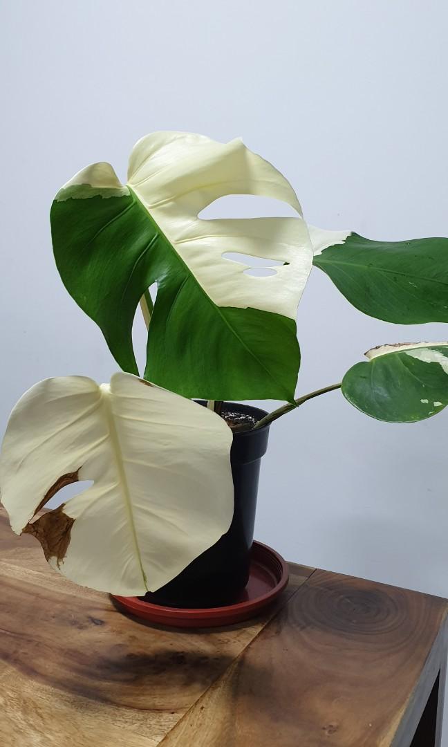 Monstera Borsigiana Albo Variegation 50 White Gardening Plants On Carousell
