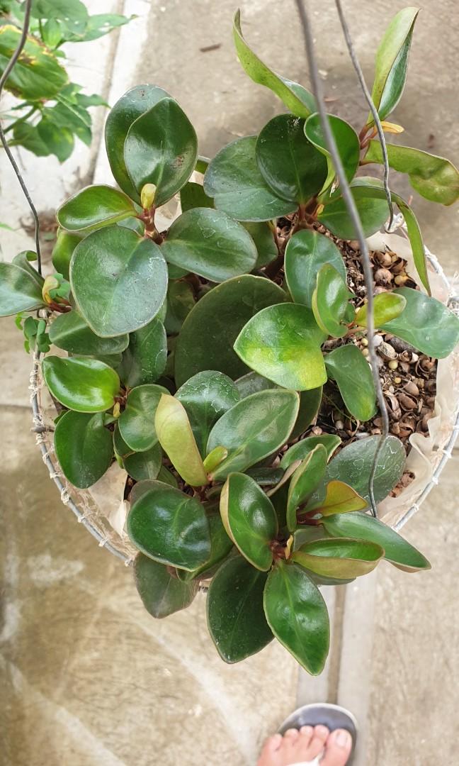 Peperomia Obtusifolia Green Gardening Flowers Plants On Carousell