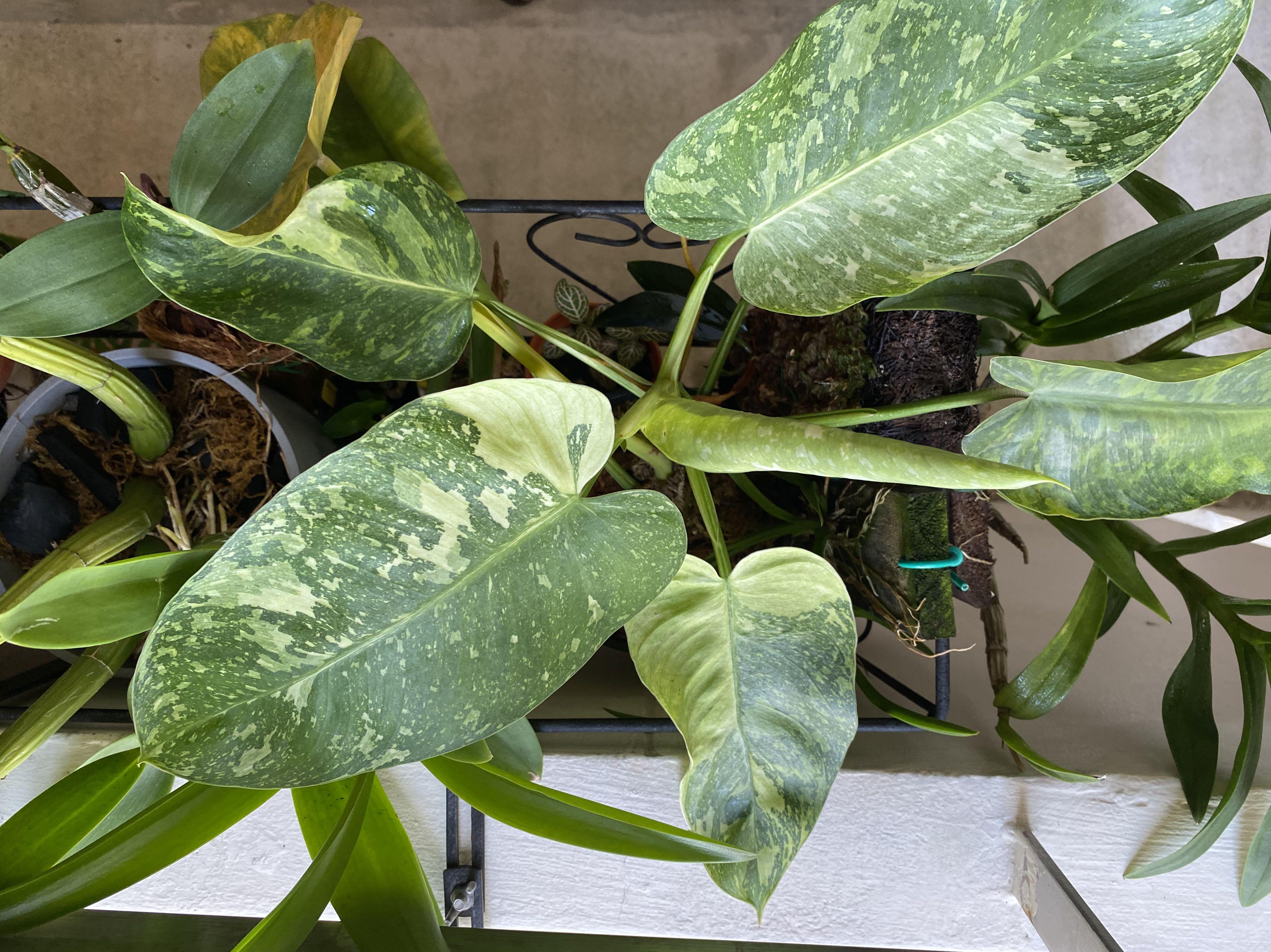 Philodendron Jose Buono Furniture Home Living Gardening Plants Seeds On Carousell