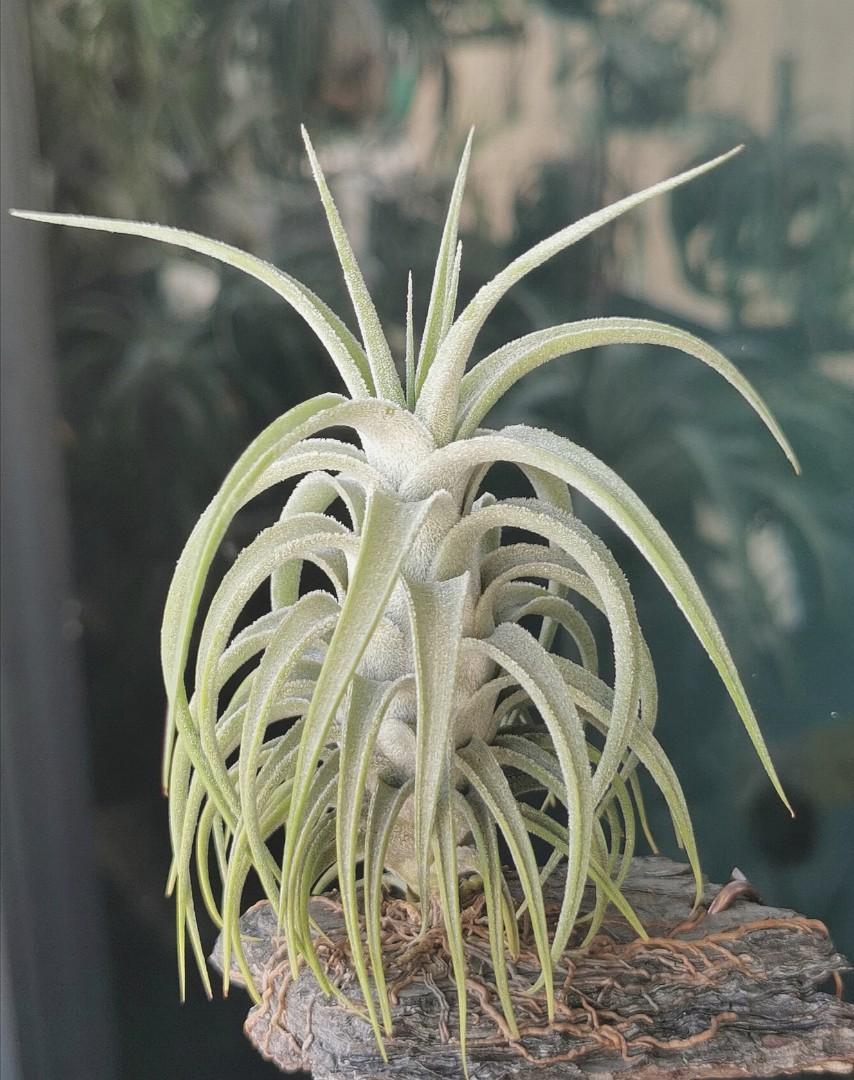 T.ionantha vanhyningii x T.ehlersianaハワイ 【公式通販】