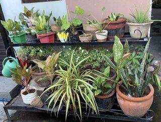 (Category: ) located in . Submitted by ercy1565 (Listing ID 1037158383, Image 1). Description: .